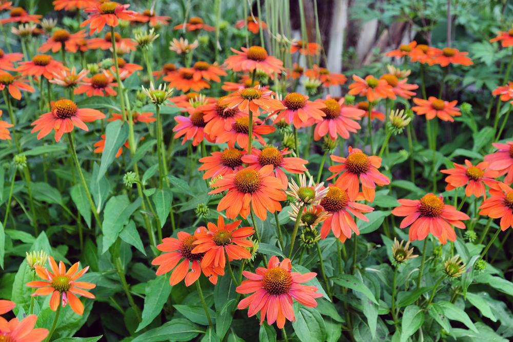 2G Echinacea Sombrero 'Adobe Orange' ('Balsomador') Adobe Orange Coneflower: Patent PP26,639