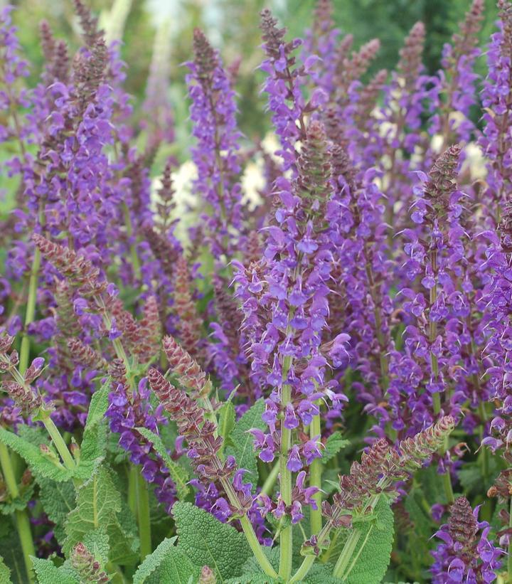 2G Salvia 'May Night' May Night Meadow Sage 1001807