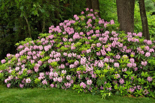 Rhododendron maximum 'Independence' Independence Rosebay Rhododendron #5