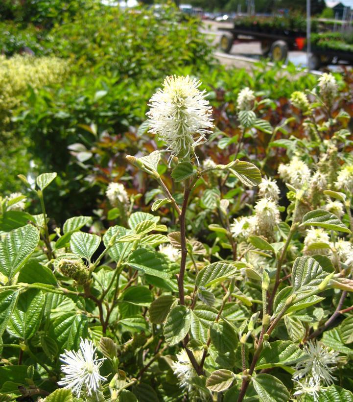 Fothergilla major Large Fothergilla (Mountain Witchalder) #2