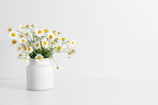 4" - Herb - Chamomile - German