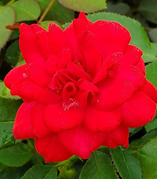 2G Rosa Easy Elegance® 'Super Hero' ('BAlsuhe') Super Hero Rose: Patent PP20,486 1008245