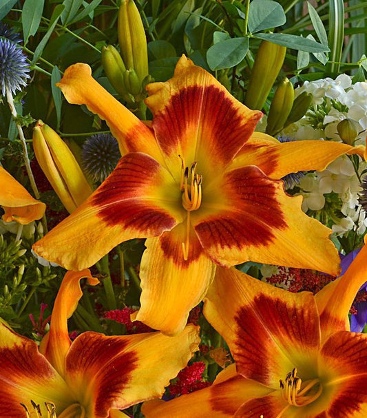 2G Hemerocallis hybrid Rainbow Rhythm® 'Tiger Swirl' Tiger Swirl Daylily 1008903