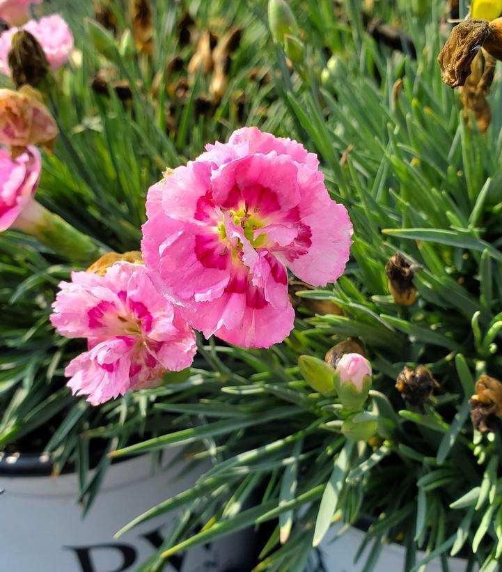 1G Dianthus hybrid Fruit Punch® 'Sweetie Pie' Sweetie Pie Pinks: Patent PPAF 1008108