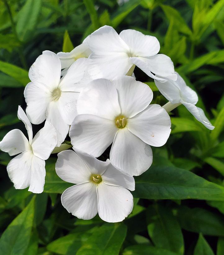 2G Phlox Volcano® White Volcano® White Garden Phlox 1007480