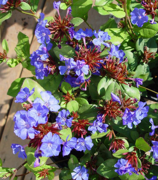 1G Ceratostigma plumbaginoides Leadwort (Plumbago, Leadwort) 1001978