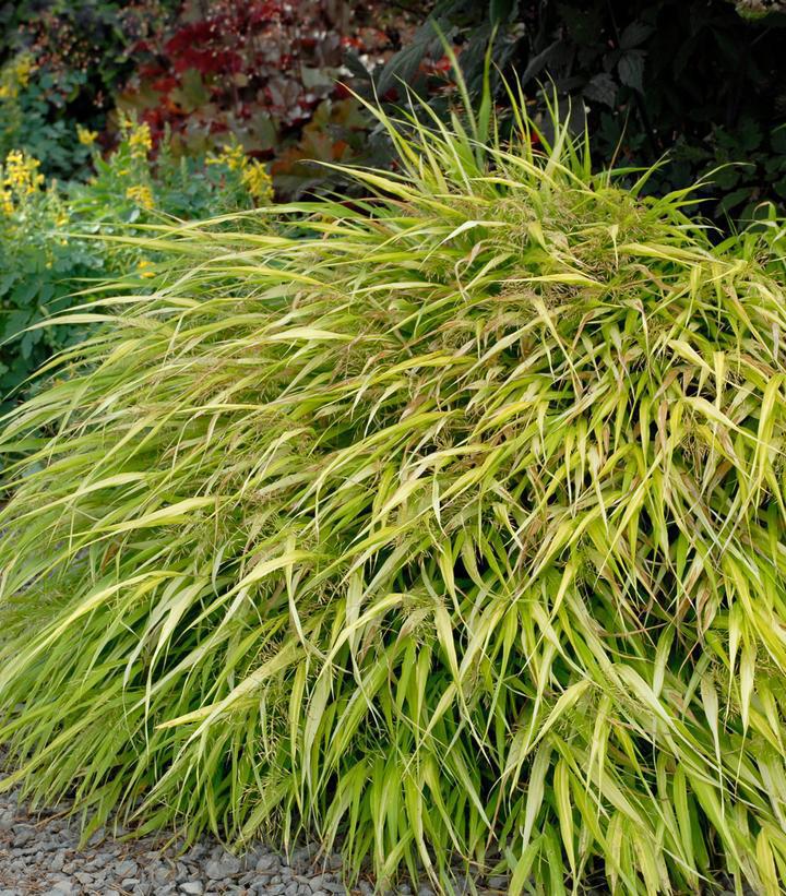 1G Hakonechloa macra 'All Gold' All Gold Hakone Grass Bunchgrass 1002864