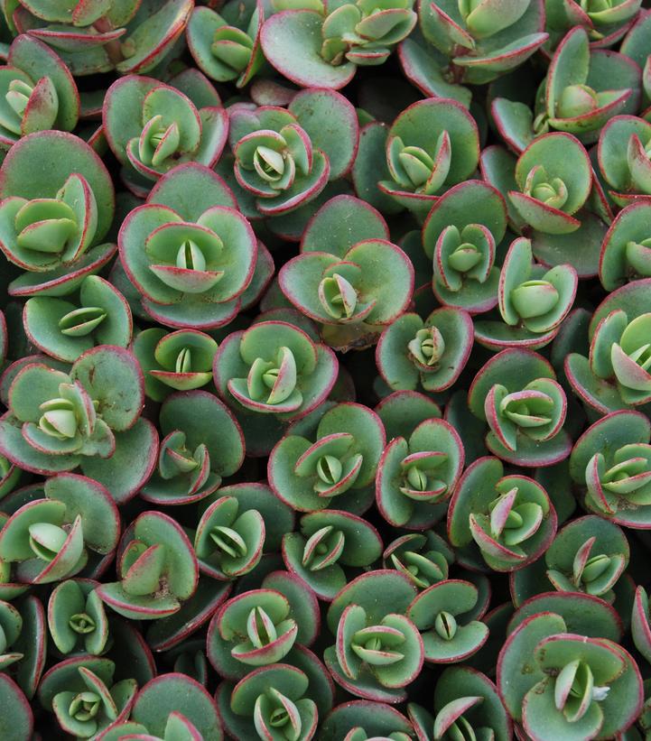 8" Sedum SunSparkler® 'Lime Zinger' Sunsparkler® Lime Zinger Stonecrop: Patent PP24,632 1010915