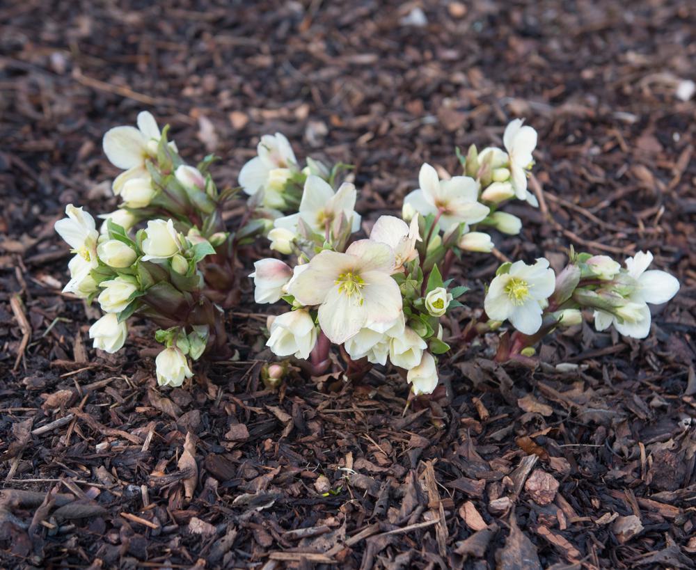 8" Helleborus x ericsmithii HGC® Champion ('COSEH 730') Gold Collection® Champion Helleborus (Lenten Rose) 1008680