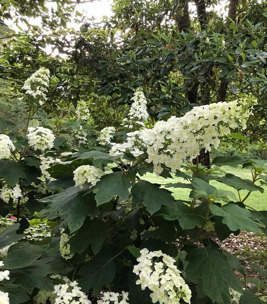 3G Hydrangea quercifolia 'Snowcicle' Snowcicle Hydrangea: Patent PP33,072 1013028