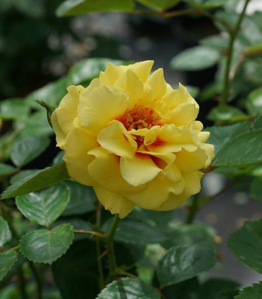 3G Rosa x 'Rise up Ringo' ('ChewGateway') Rise up® Ringo® Mini Climber Rose: Patent PPAF 1015000