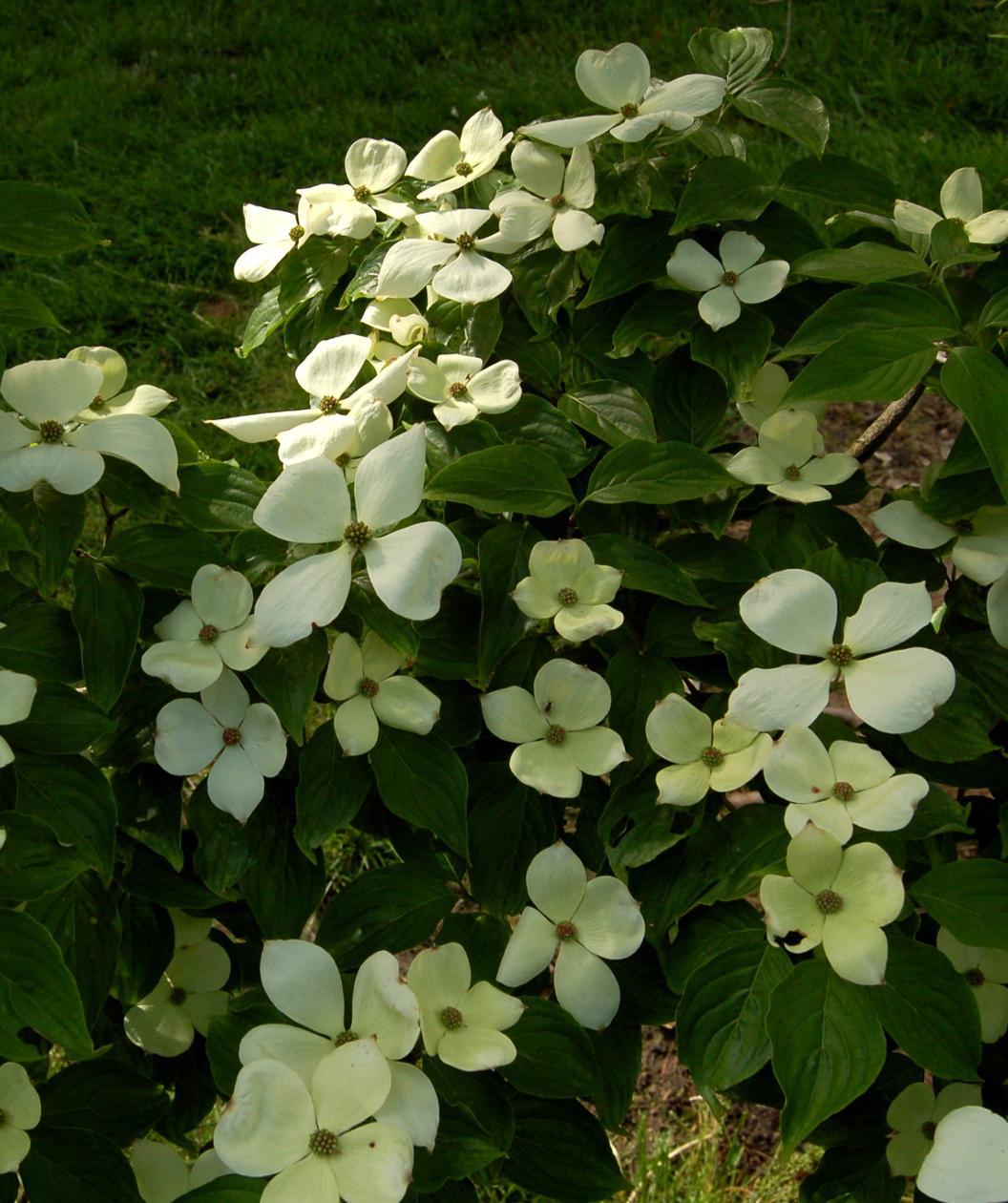 7G Cornus X 'Celestial' ('Rutdan') Celestial Dogwood 1014782