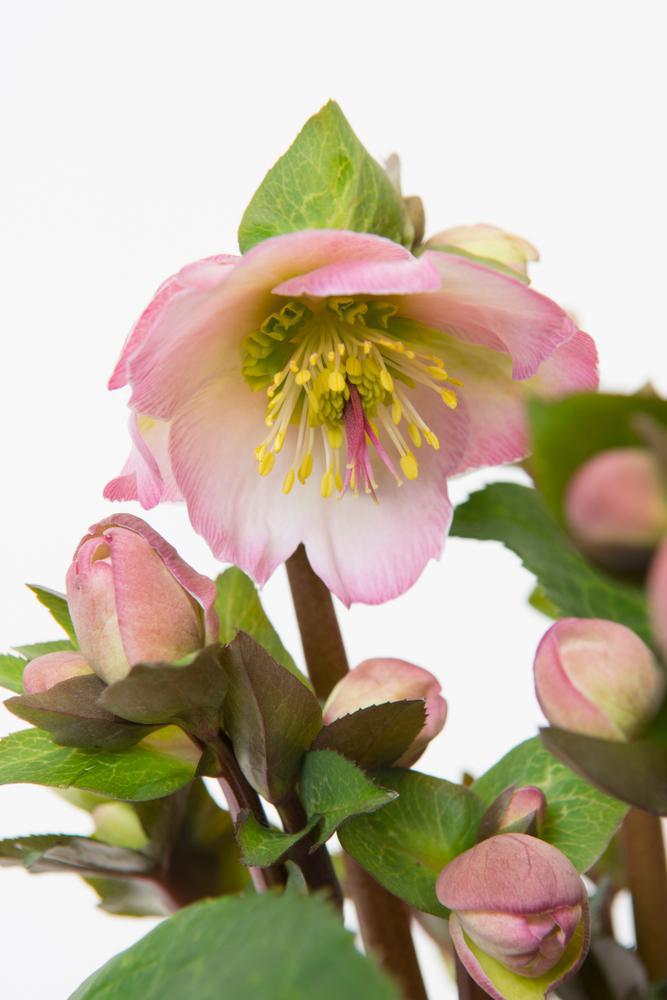 8" Helleborus x Frostkiss® 'Cheryl's Shine' ('EBP 31') Frostkiss® Cheryl's Shine Helleborus: Patent PP28,009 1012115