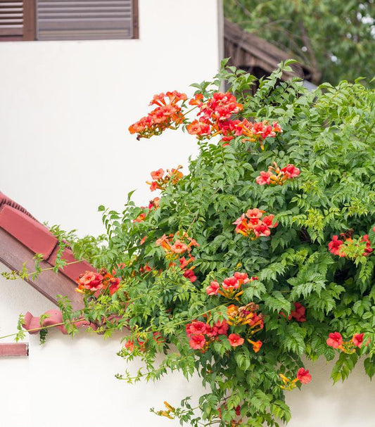 2G Campsis radicans Trumpet Vine 1003450