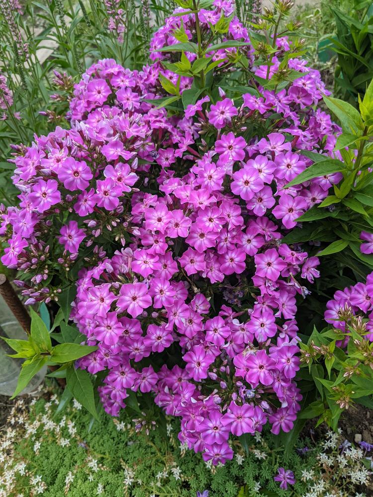 2G Phlox Volcano® 'Purple with White Eye' Volcano® Purple with White Eye Phlox 1007467