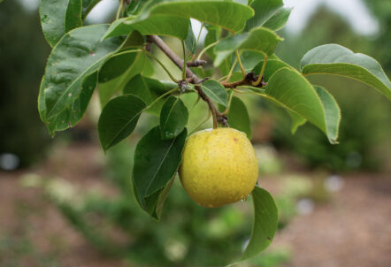 7G Pyrus Tawara - Asian Pear Tree - 1014448