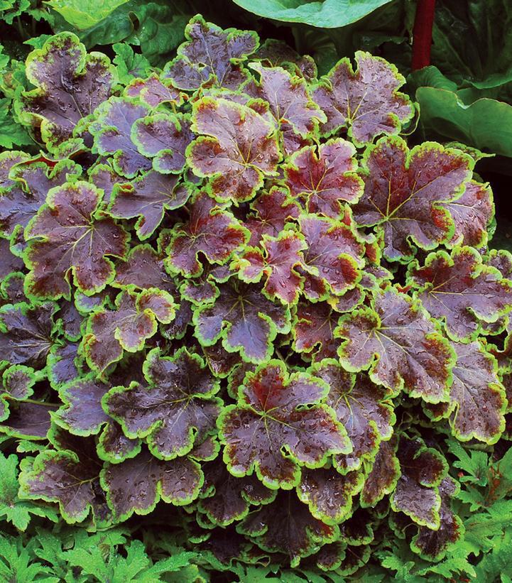 8" Heucherella 'Solar Eclipse' Solar Eclipse Foamy Bells: Patent PP23,647  1008863