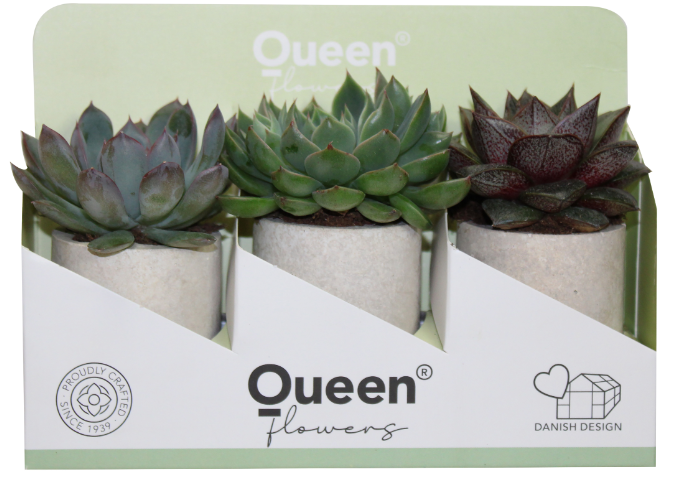 2" Echeveria Assorted - Concrete 3 Pack w/Display G4961