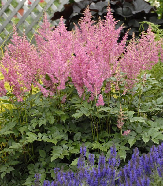 1G Astilbe japonica 'Rheinland' Rheinland Astilbe 1000162