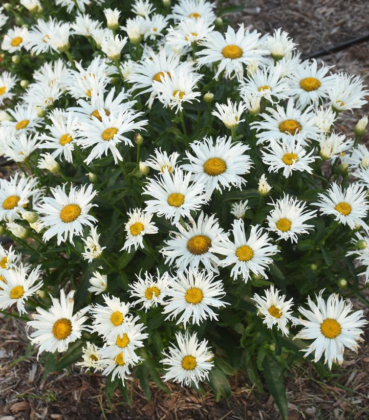 1G Leucanthemum Amazing Daisies® 'Spun Silk' Spun Silk Shasta Daisy 1012906