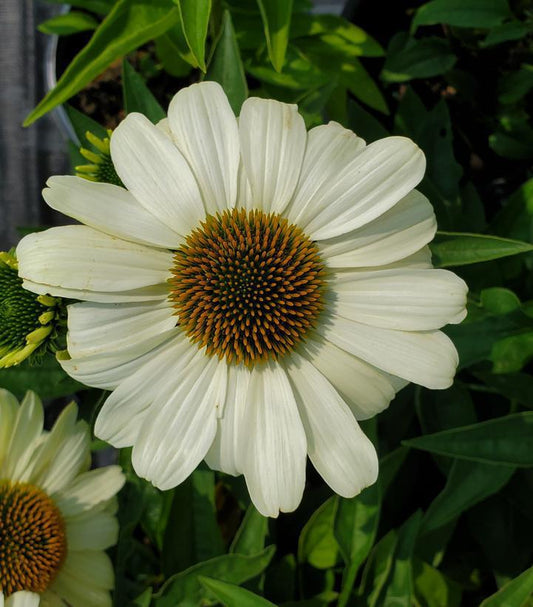 1G Echinacea hybrid Color Coded™ 'The Price is White' The Price is White Coneflower: Patent PPAF 1013391