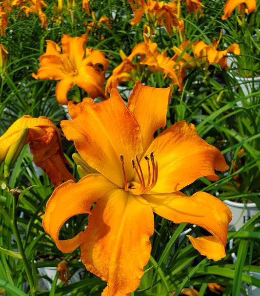 2G Hemerocallis Rainbow Rhythm® 'Primal Scream' Primal Scream Daylily 1006761