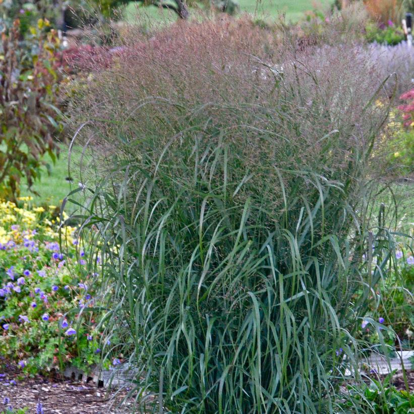 Perennial Grasses (Outdoor)