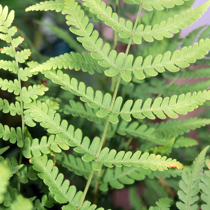 1G Dryopteris marginalis Leather Wood Fern 1001013