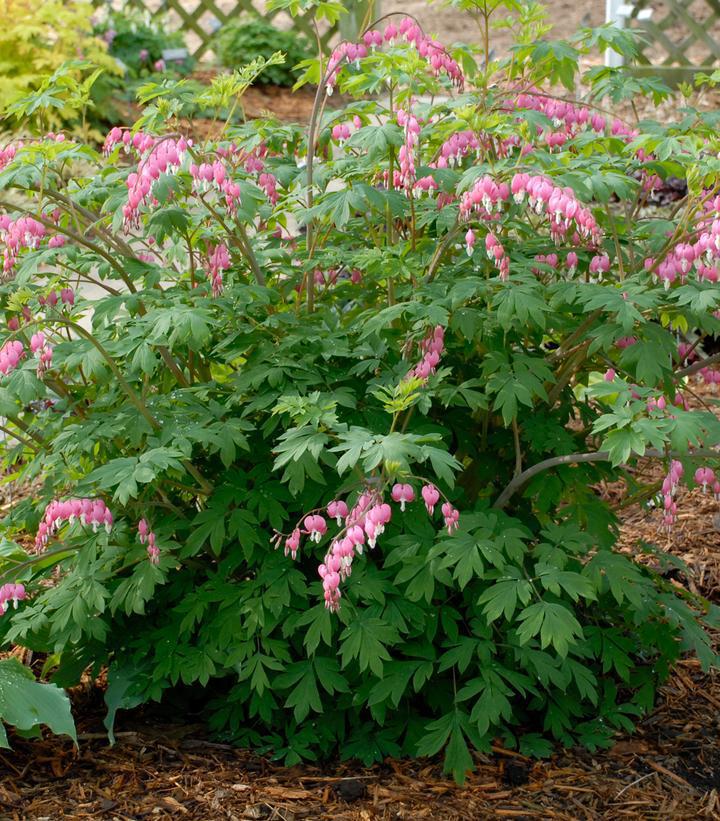 2G Dicentra spectabilis Old Fashioned Bleeding Heart 1001637