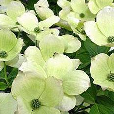 7G Cornus X 'Celestial' ('Rutdan') Celestial Dogwood 1014782