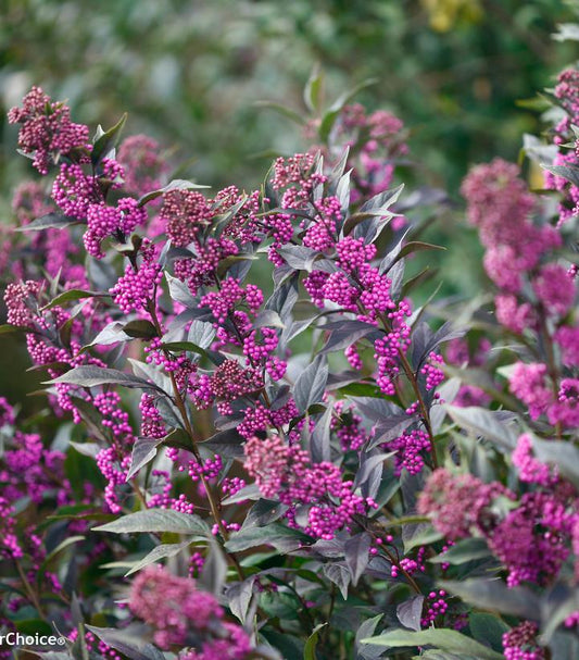 3G Callicarpa x Pearl Glam® ('NCCX2') Pearl Glam® Beautyberry: Patent PPAF 1008466