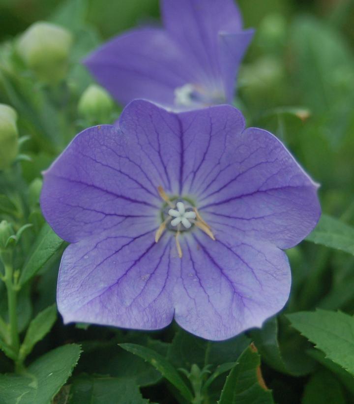 1G Platycodon grand. 'Sentimental Blue' Sentimental Blue Balloon Flower 1000968