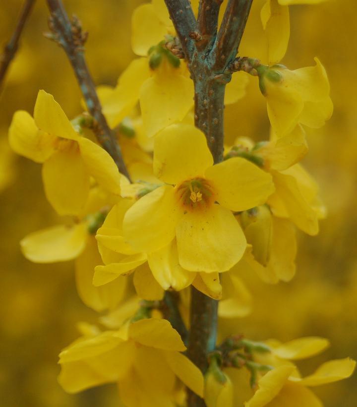 2G Forsythia Show Off® ('Mindor') Show Off® Forsythia: Patent PP19321 1003697