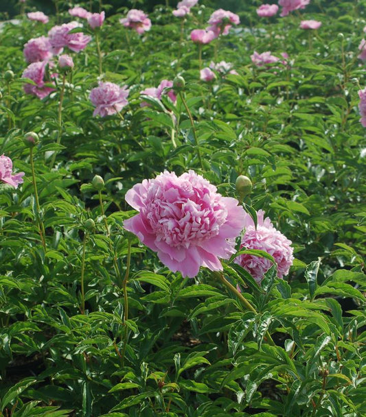 3G Paeonia lactiflora 'Monsieur Jules Elie' Monsieur Jules Elie Peony (Rose Pink) 1004483