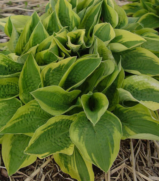 1G Hosta 'Fortunei Aureo-Marginata' Aureo-marginata Hosta 1000913