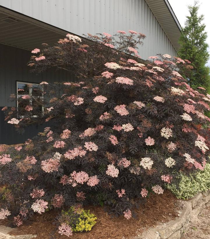 2G Sambucus nigra Black Lace® ('Eva') Black Lace® Elderberry 1003733