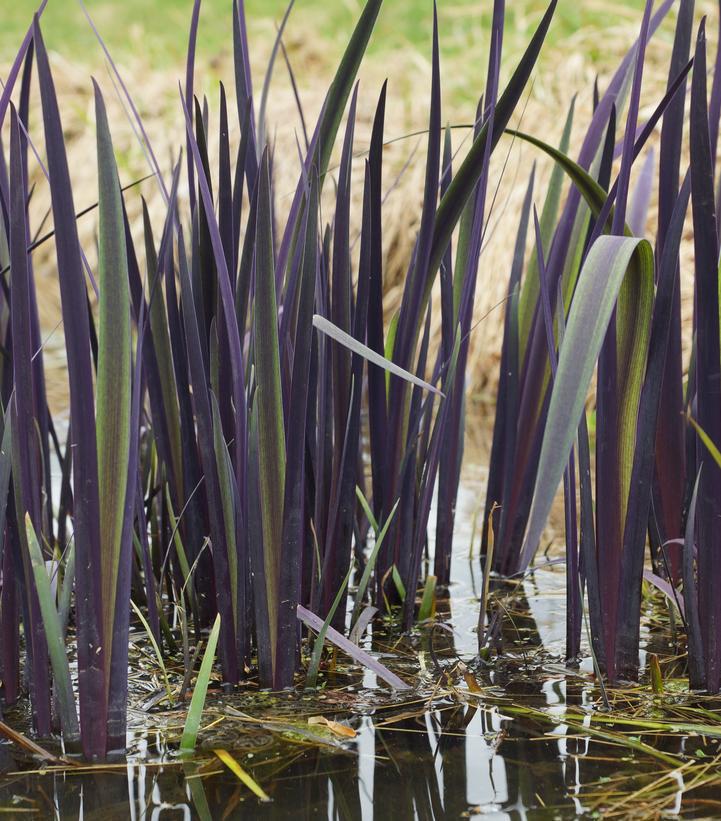 1G Iris versicolor 'Purple Flame' Purple Flame Northern Blueflag 1012842