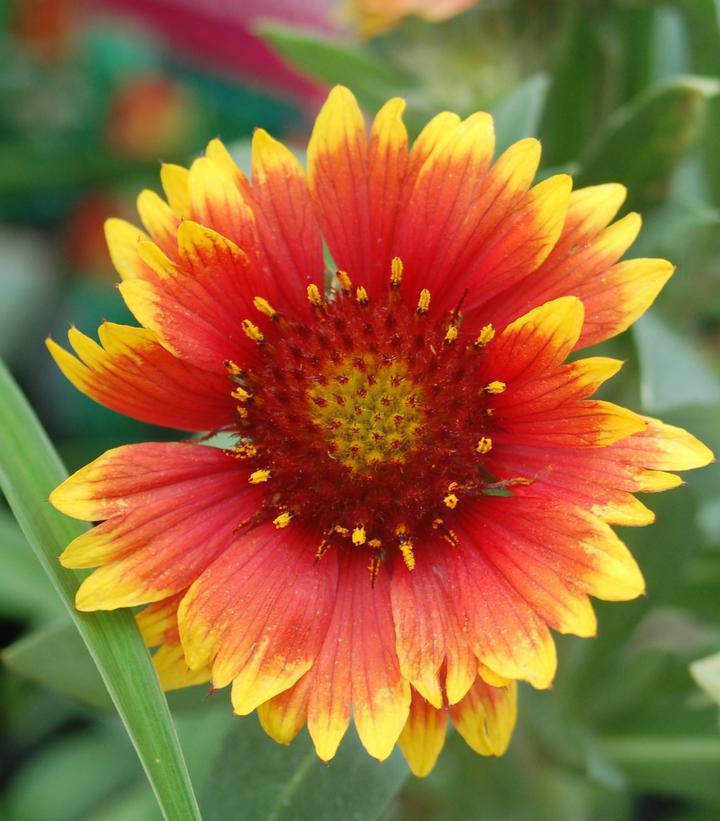 1G GAILLARDIA ARISTATA `ARIZONA SUN` Arizona Sun Blanket Flower 1003157