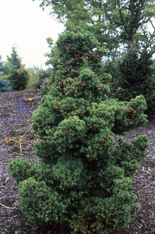 5G Cryptomeria japonica 'Black Dragon' Black Dragon Japanese Cedar