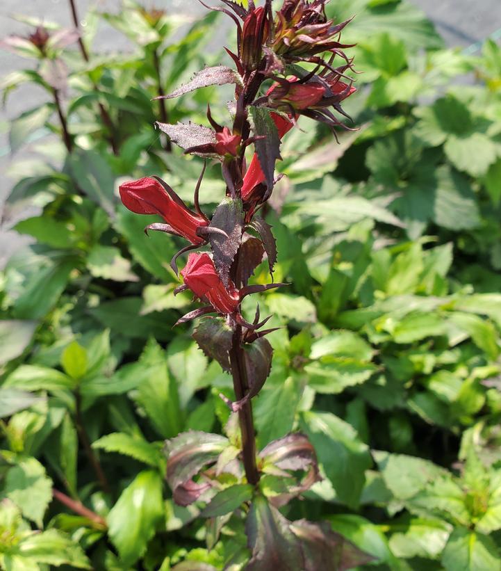 1G Lobelia x speciosa Starship™ 'Scarlet Starship' Scarlet Cardinal Flower 1009561