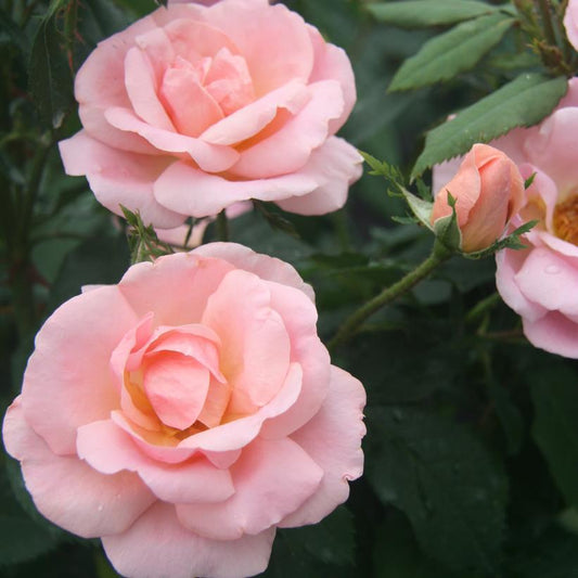 3G Rosa 'Peachy Knock Out' ('Radgor') The Peachy Knock Out® Rose: Patent PP25,628 1009724