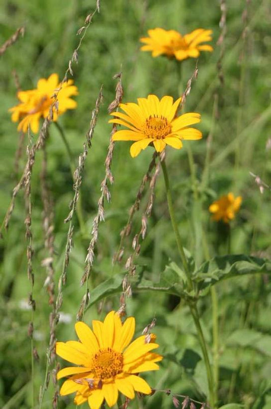 2G Heliopsis helianthoides 'Punto Rosso' Punto Russo (Smooth Ox-eye) (False Sunflower) 1012144