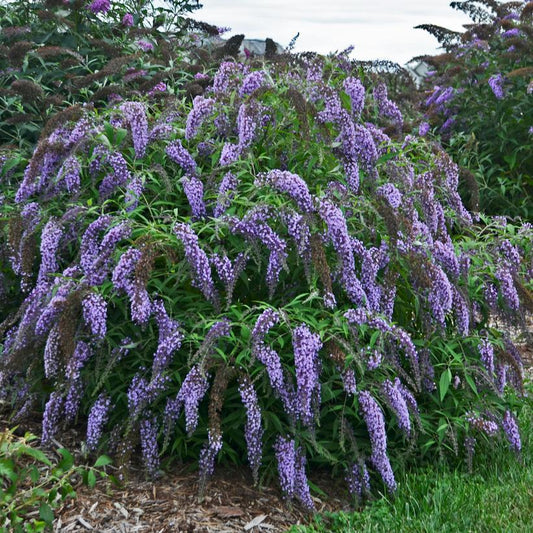 3G Buddleia davidii 'Wisteria Lane' Wisteria Lane Weeping Butterfly Bush: Patent PP27,833 1012322