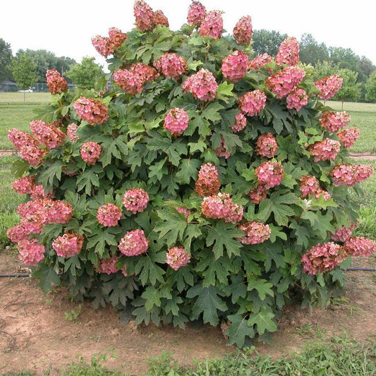 3G Hydrangea quercifolia 'Munchkin' Munchkin Oakleaf Hydrangea 1007393