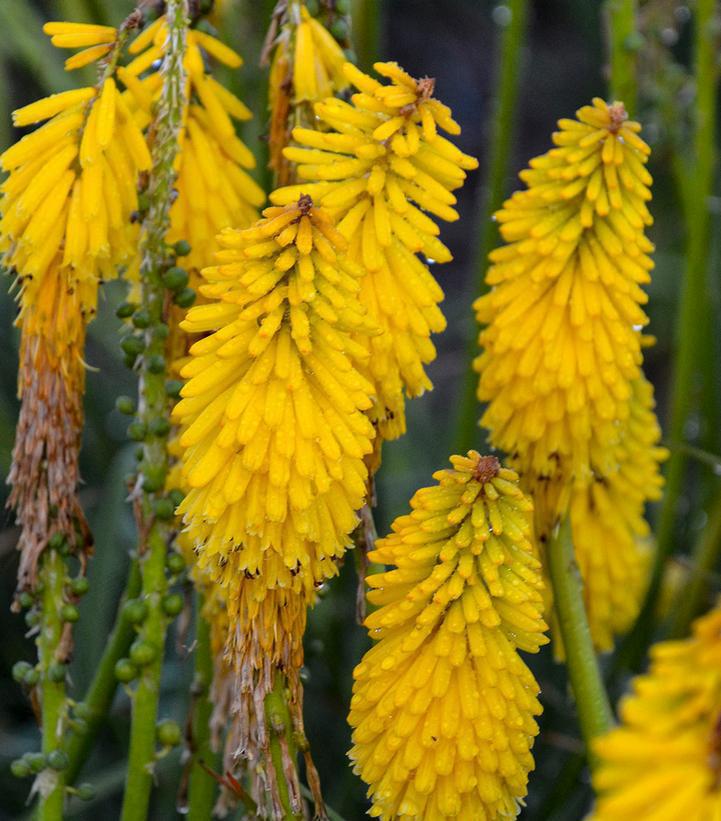 1G Kniphofia Pyromania 'Solar Flare' Solar Flare Red Hot Poker: Patent PPAF (Torch Lily) 1010943