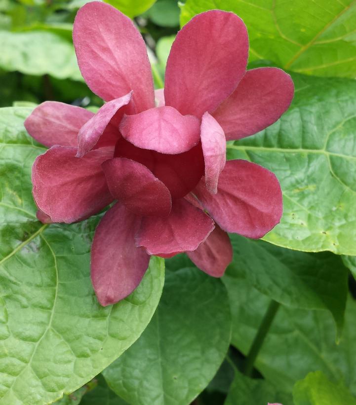 3G Calycanthus r. 'Hartlage Wine' Harlage Wine Sweetshrub 1012330