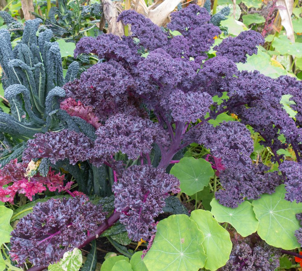 1G KALE 'REDBOR' Redbor Purple Kale 1007704