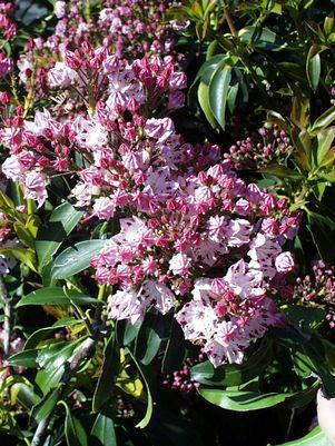 5G Kalmia lat. 'Carousel' Carousel Mountain Laurel 1000355