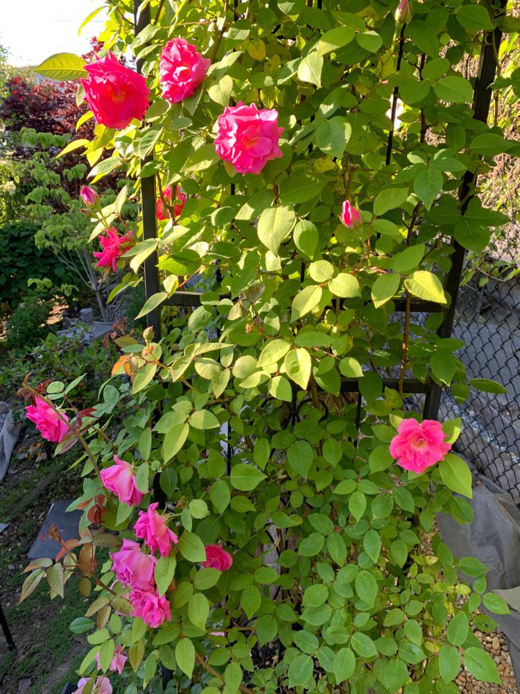 3G Climbing Rose 'ZEPHIRINE DROUHIN' Zephirine Drouhin Climbing Rose 1003261