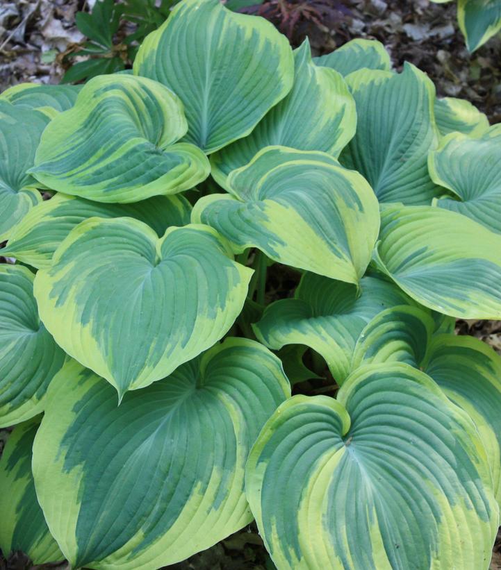 8" Hosta 'Earth Angel' Earth Angel Plantain Lily 1008801